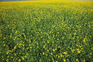 《最终幻想7：重生》游玩时长100小时 支线内容翻倍